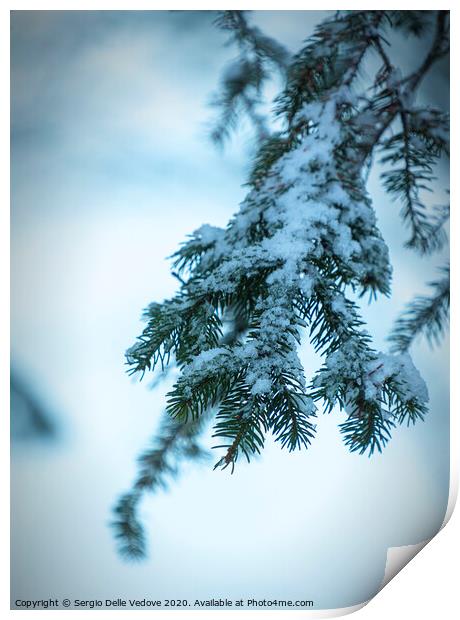 pine branches with snow Print by Sergio Delle Vedove