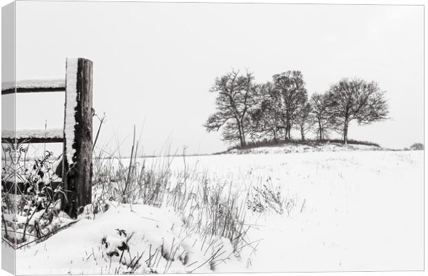 Trees in winter Canvas Print by Bill Allsopp