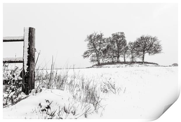 Trees in winter Print by Bill Allsopp