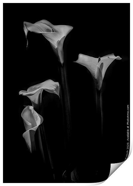 Grace of the Lily Print by Cliff Kinch