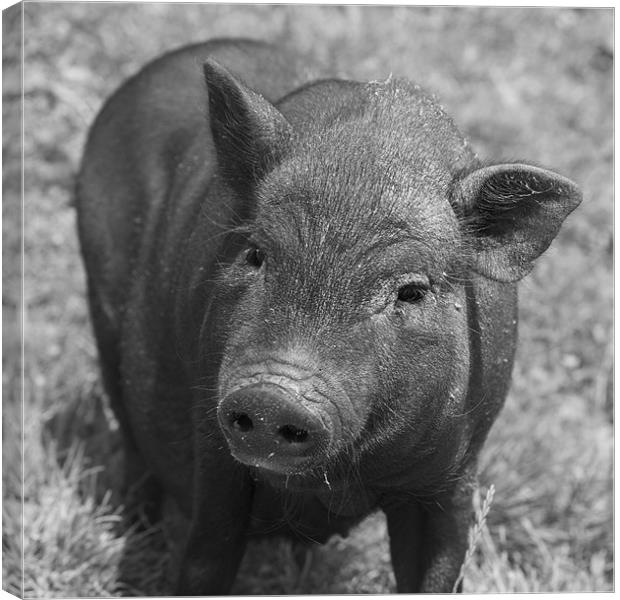 pig Canvas Print by Thomas Stroehle