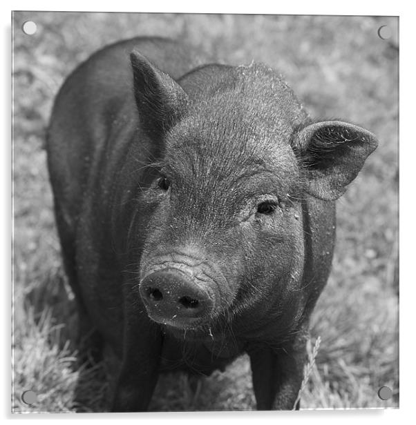 pig Acrylic by Thomas Stroehle