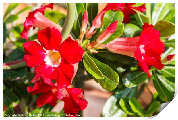 Adenium flowers  Print by Kevin Hellon