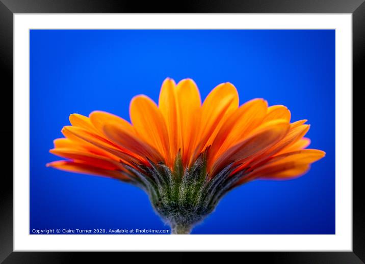 Orange Gerbera Daisy Framed Mounted Print by Claire Turner