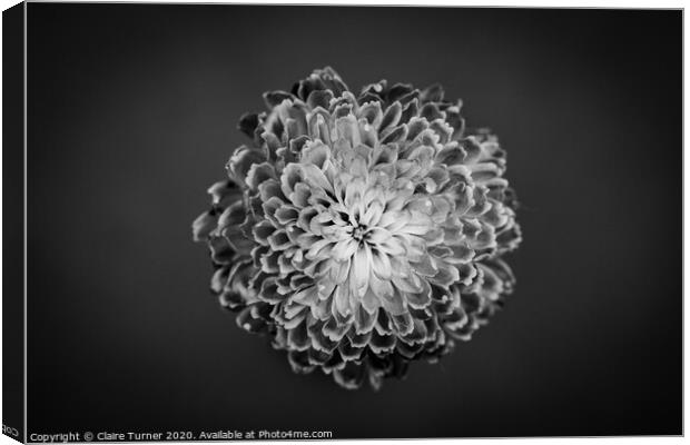 Chrysanthemum Close up  Canvas Print by Claire Turner