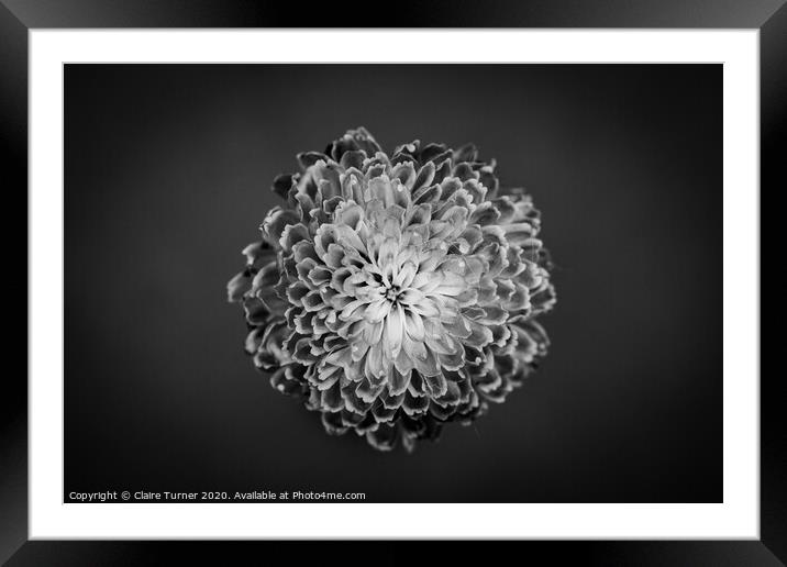 Chrysanthemum Close up  Framed Mounted Print by Claire Turner