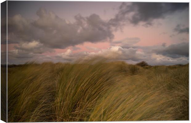 Instow beach dunes at sunset Canvas Print by Tony Twyman