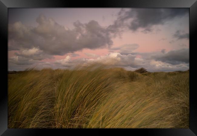 Instow beach dunes at sunset Framed Print by Tony Twyman