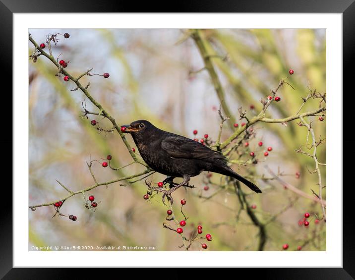 Female Blackbird eating berries Framed Mounted Print by Allan Bell