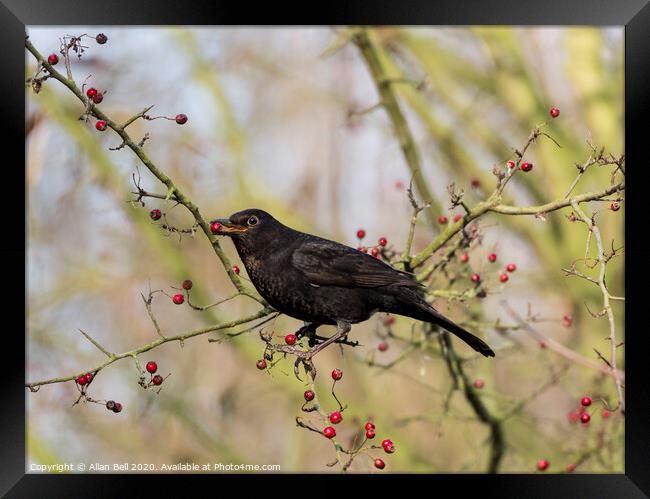Female Blackbird eating berries Framed Print by Allan Bell