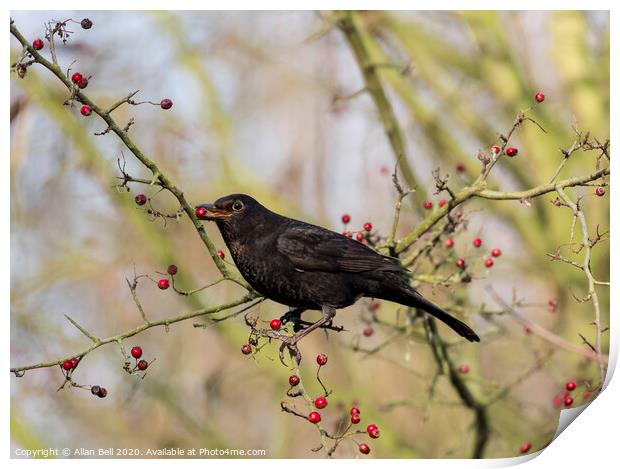 Female Blackbird eating berries Print by Allan Bell