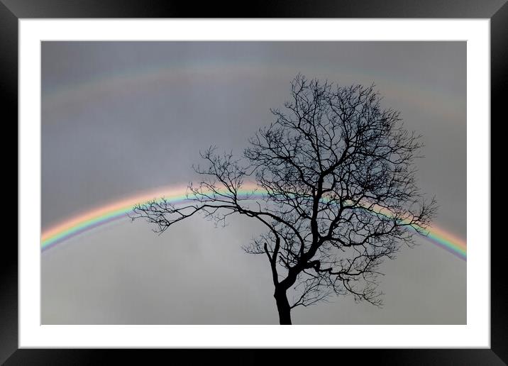 Bare tree and a double rainbow Framed Mounted Print by Leighton Collins