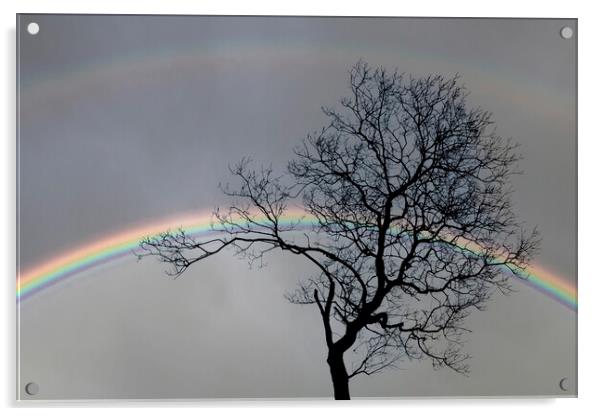 Bare tree and a double rainbow Acrylic by Leighton Collins