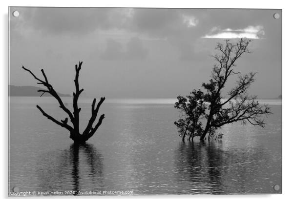 Dead and alive mangrove trees Acrylic by Kevin Hellon