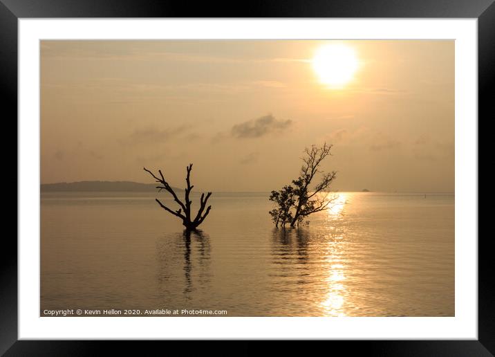 Dead and alive mangrove trees Framed Mounted Print by Kevin Hellon