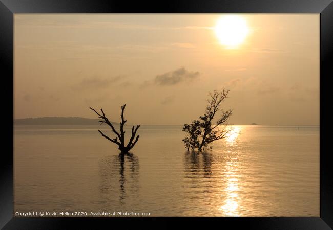 Dead and alive mangrove trees Framed Print by Kevin Hellon