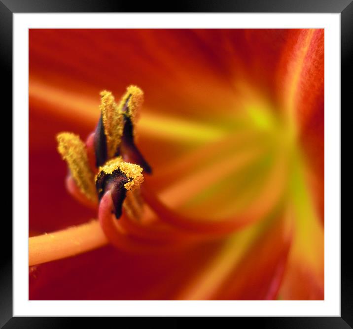 flaming flower Framed Mounted Print by Heather Newton