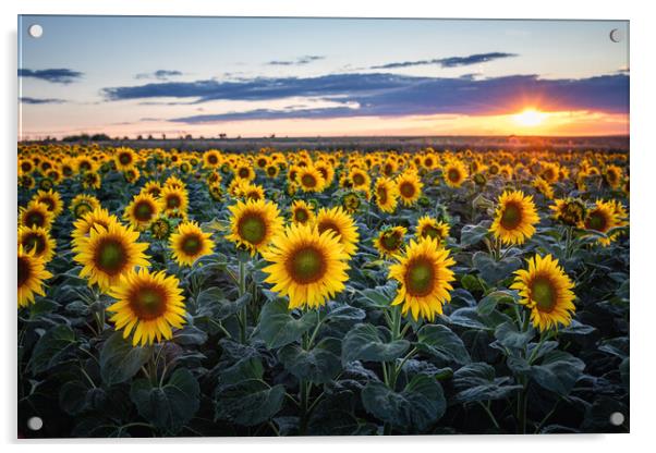 Sunflower field Acrylic by Steffen Gierok-Latniak