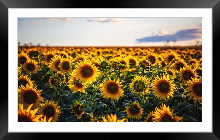 Sunflower field Framed Mounted Print by Steffen Gierok-Latniak