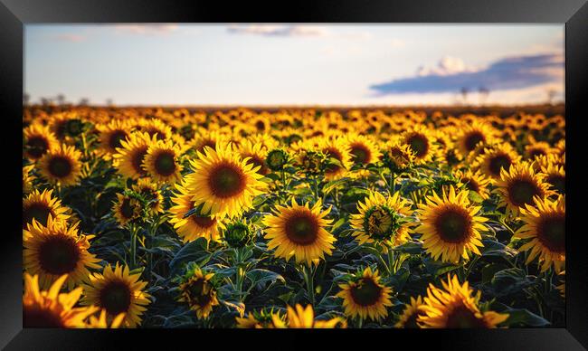 Sunflower field Framed Print by Steffen Gierok-Latniak