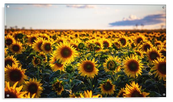 Sunflower field Acrylic by Steffen Gierok-Latniak