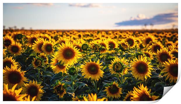 Sunflower field Print by Steffen Gierok-Latniak