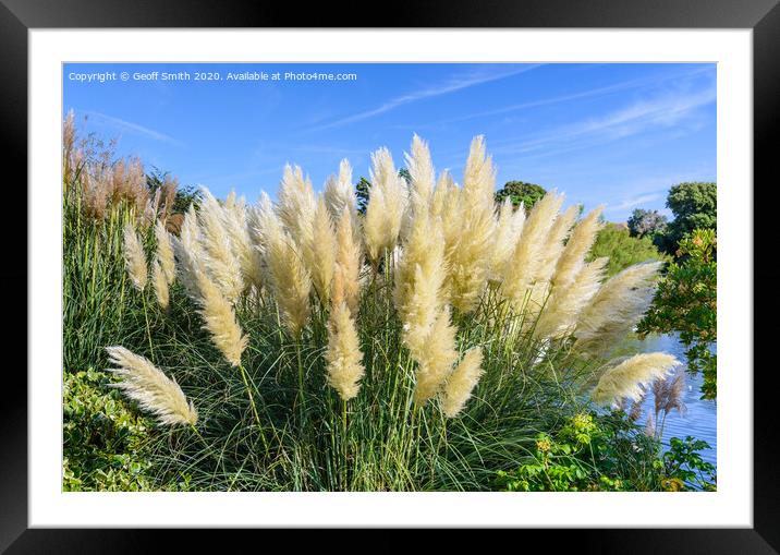 Pampas Grass in Summer Framed Mounted Print by Geoff Smith