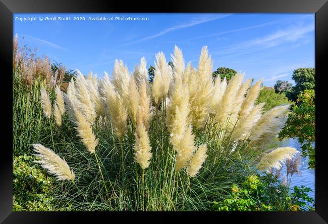 Pampas Grass in Summer Framed Print by Geoff Smith
