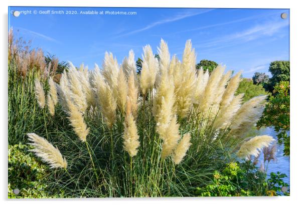 Pampas Grass in Summer Acrylic by Geoff Smith