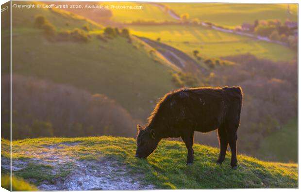 Cow Grazing in Evening Light Canvas Print by Geoff Smith