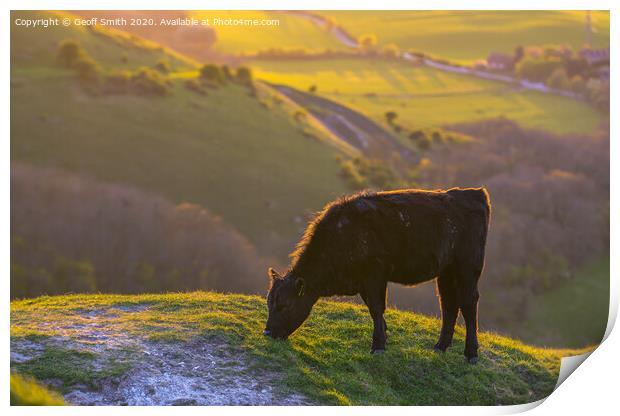 Cow Grazing in Evening Light Print by Geoff Smith