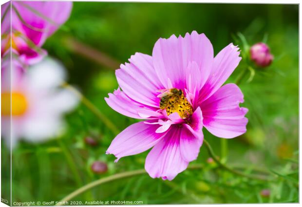 Pink Mexican Aster and Bee Canvas Print by Geoff Smith