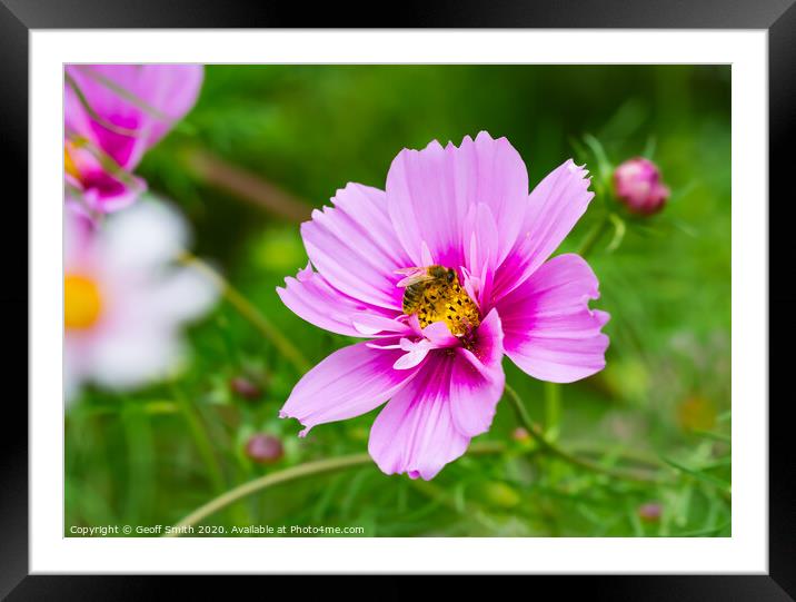 Pink Mexican Aster and Bee Framed Mounted Print by Geoff Smith