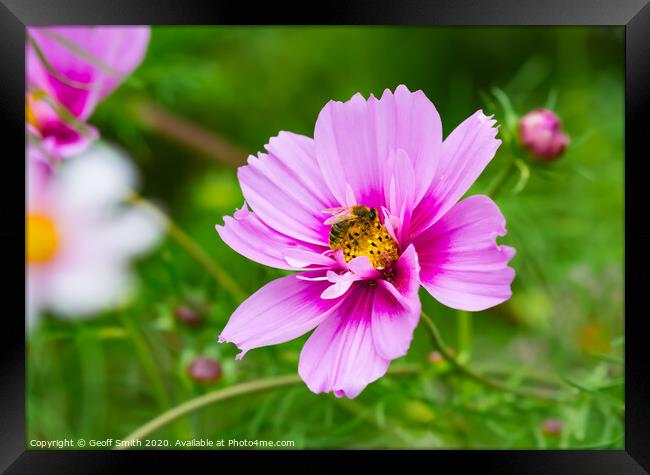 Pink Mexican Aster and Bee Framed Print by Geoff Smith