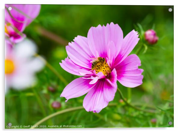 Pink Mexican Aster and Bee Acrylic by Geoff Smith
