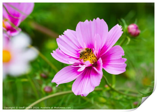 Pink Mexican Aster and Bee Print by Geoff Smith