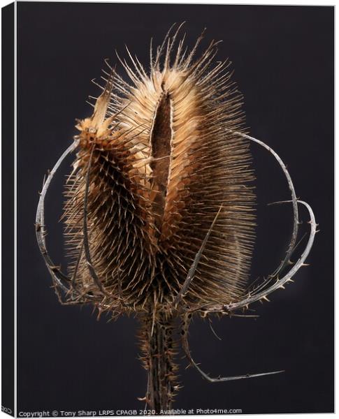 THE SIMPLE TEASEL Canvas Print by Tony Sharp LRPS CPAGB