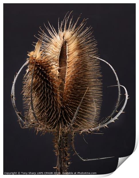 THE SIMPLE TEASEL Print by Tony Sharp LRPS CPAGB