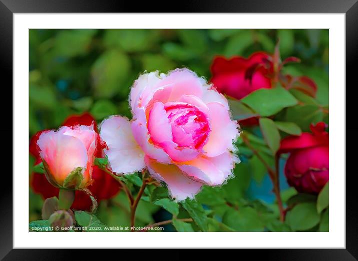 Pink Rose Painterly Framed Mounted Print by Geoff Smith