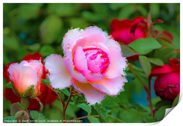 Pink Rose Painterly Print by Geoff Smith