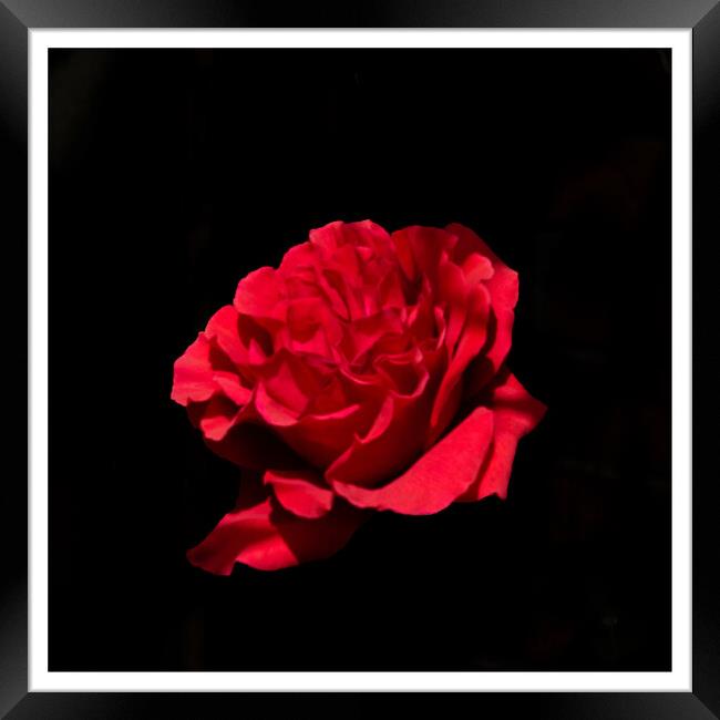 Rose on black Framed Print by Peter Taylor