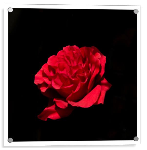 Rose on black Acrylic by Peter Taylor