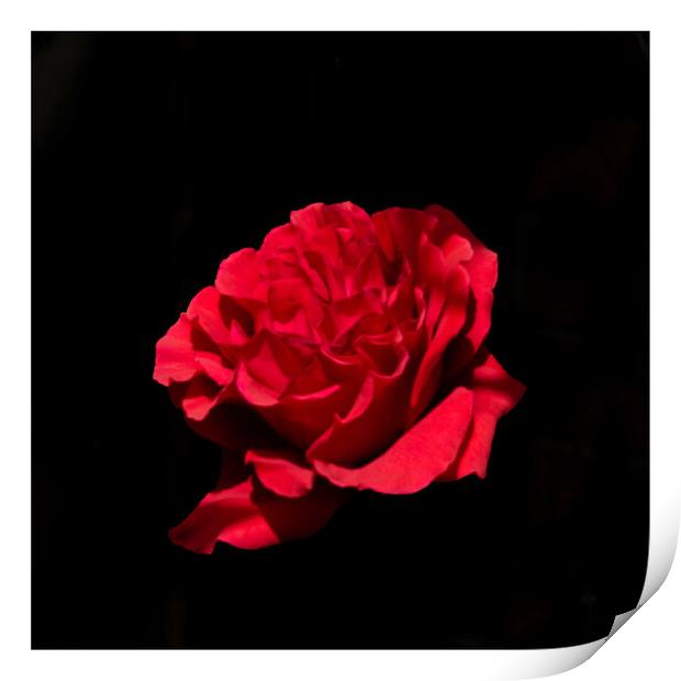Rose on black Print by Peter Taylor