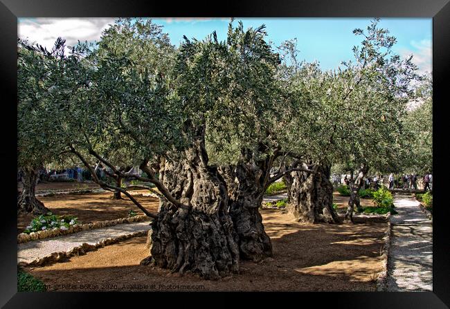 Ancient olive trees in the Garden Of Gethsemane in Jerusalem, Israel. Framed Print by Peter Bolton
