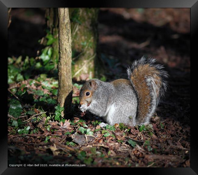Grey Squirrel feeding Framed Print by Allan Bell