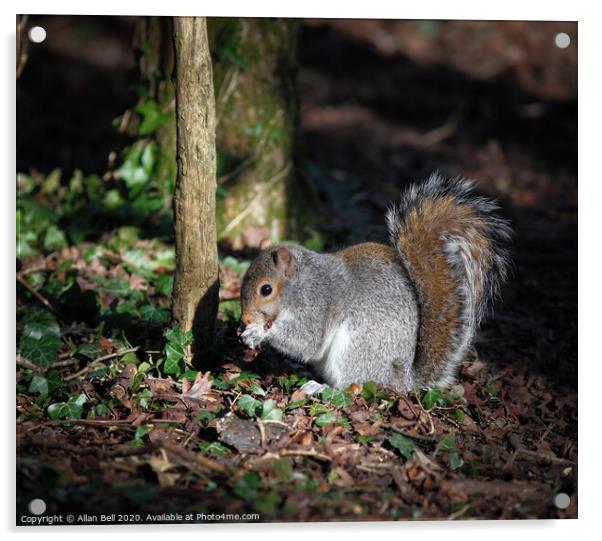 Grey Squirrel feeding Acrylic by Allan Bell