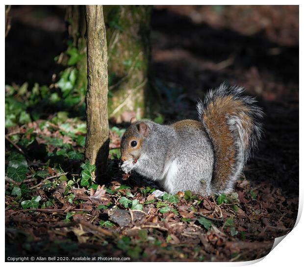 Grey Squirrel feeding Print by Allan Bell