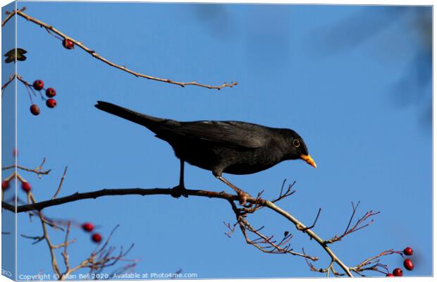 Male Blackbird Foraging for Berries Canvas Print by Allan Bell