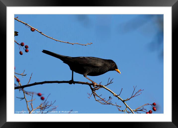 Male Blackbird Foraging for Berries Framed Mounted Print by Allan Bell