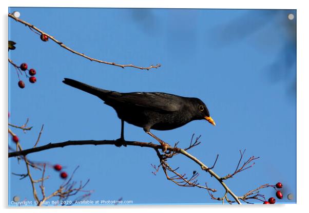 Male Blackbird Foraging for Berries Acrylic by Allan Bell